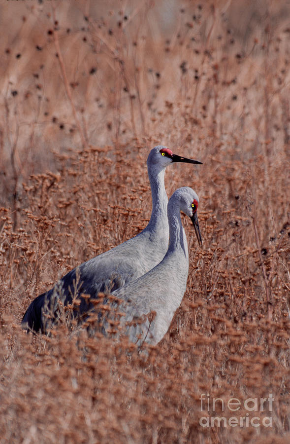 Sandhill Cranes Grus Canadensis New Mexico Photograph by Dave Welling
