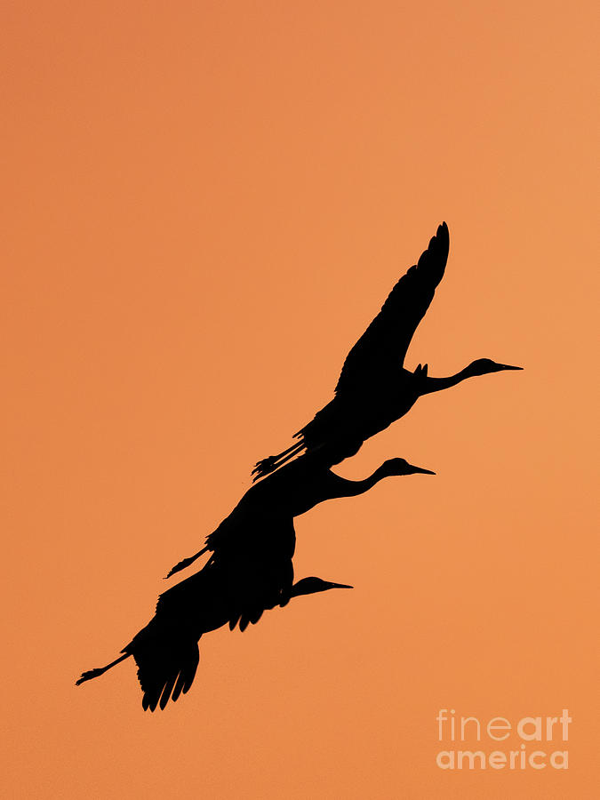 Sandhill Cranes in a Row Photograph by Maresa Pryor-Luzier