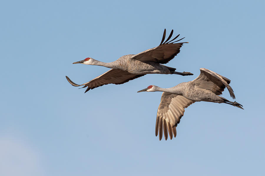 Sandhill Cranes In Flight 2020-1 Photograph by Thomas Young