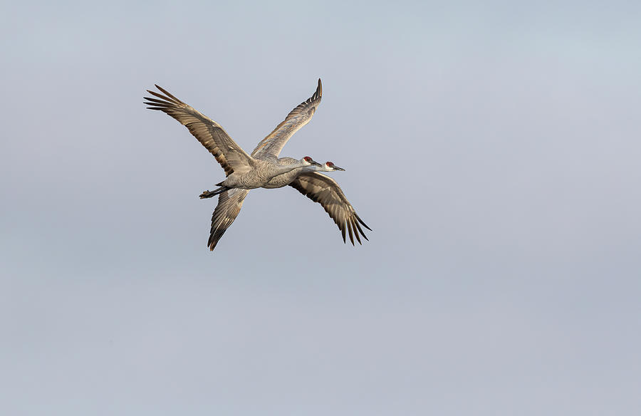 Sandhill Cranes In Flight 2020-2 Photograph by Thomas Young