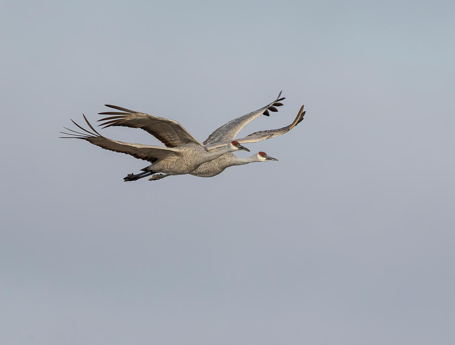 Sandhill Cranes in Flight 2020-3 Photograph by Thomas Young