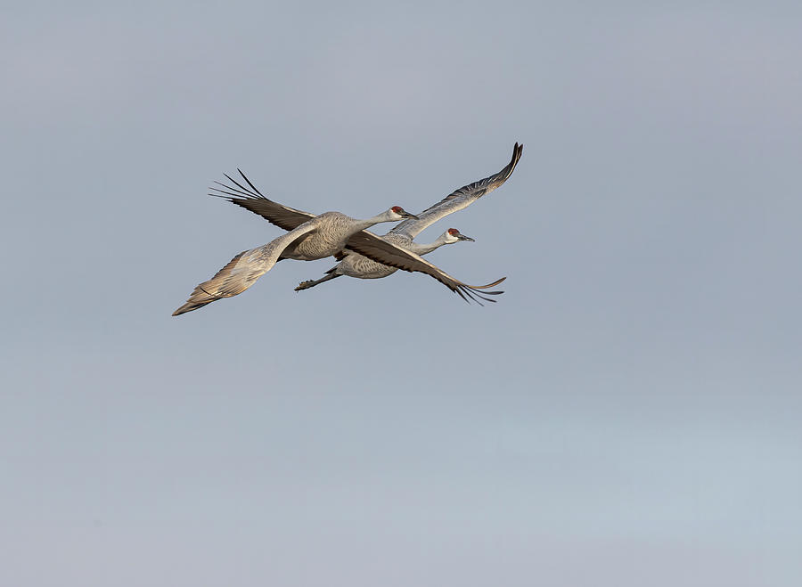 Sandhill Cranes in Flight 2020-4 Photograph by Thomas Young