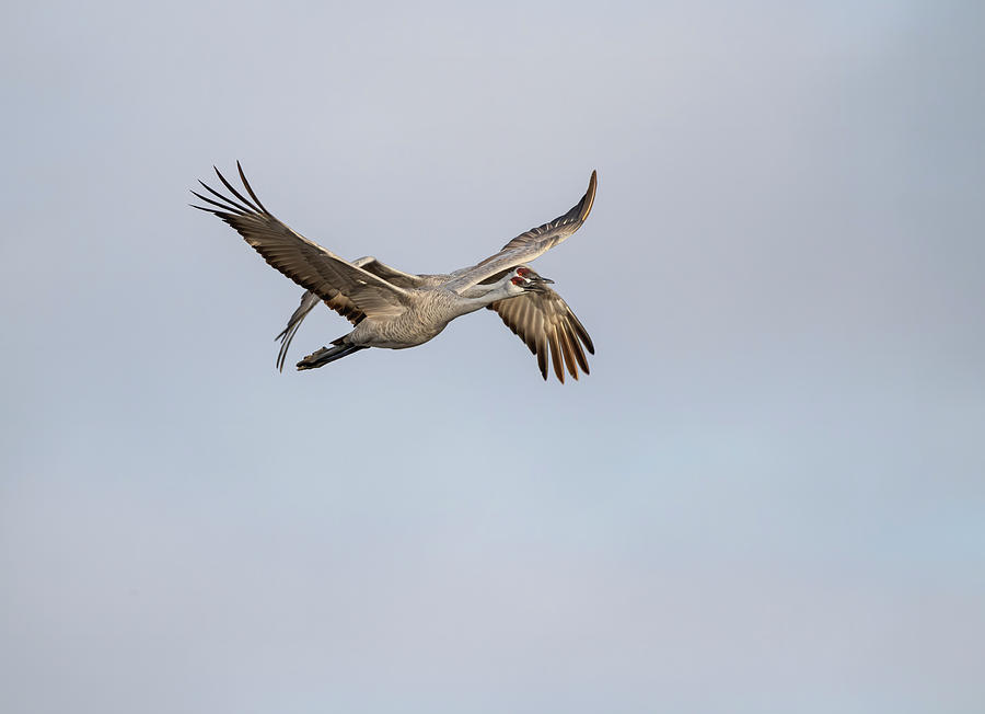 Sandhill Cranes in Flight 2020-5 Photograph by Thomas Young