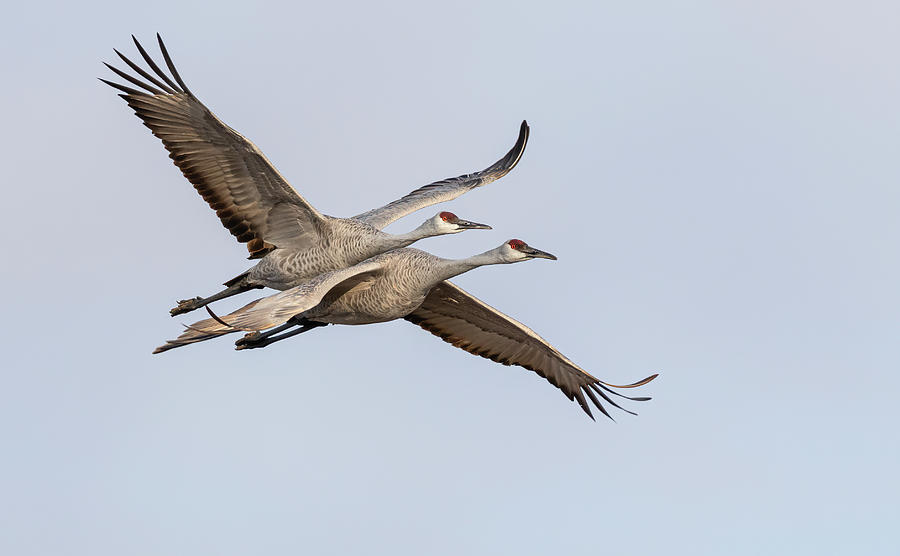 Sandhill Cranes in Flight 2020-6 Photograph by Thomas Young