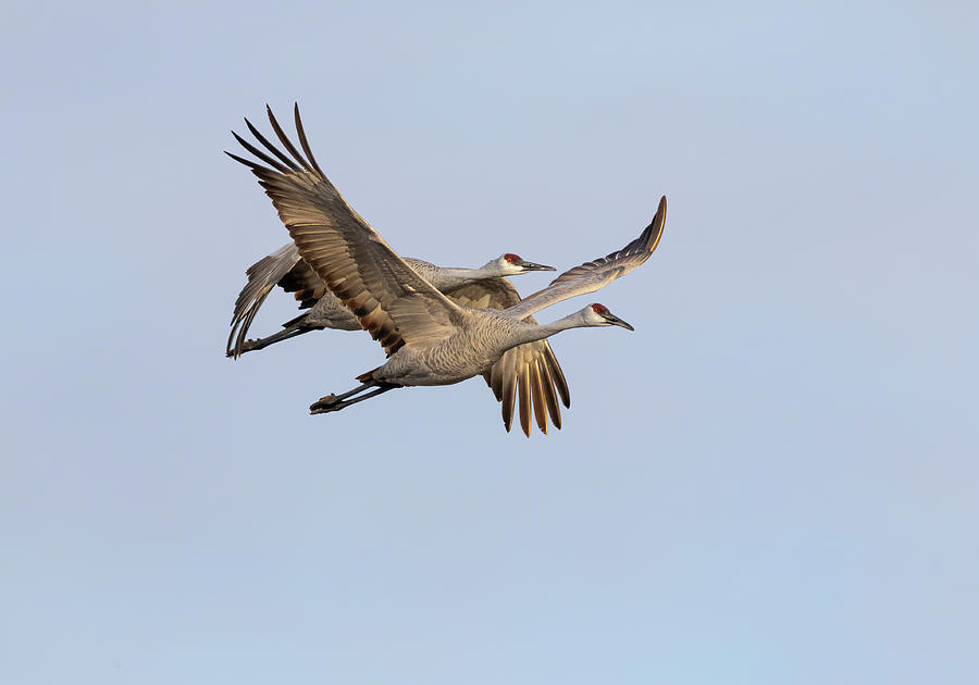 Sandhill Cranes in Flight 2020-7 Photograph by Thomas Young