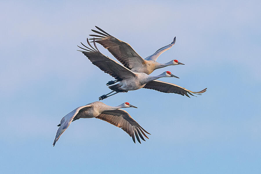 Sandhill Cranes In Flight #3 Photograph by Morris Finkelstein - Pixels