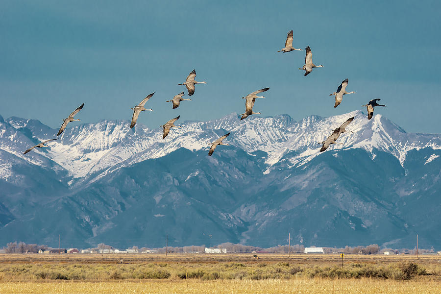 SandHill Cranes in Flight  Photograph by Bitter Buffalo Photography