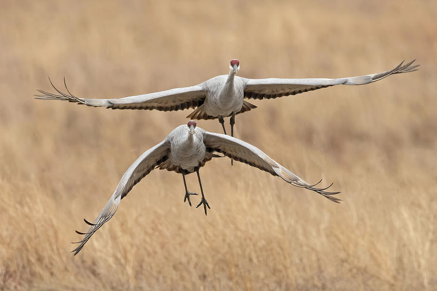 Sandhill Cranes In Flight Photograph by CR Courson
