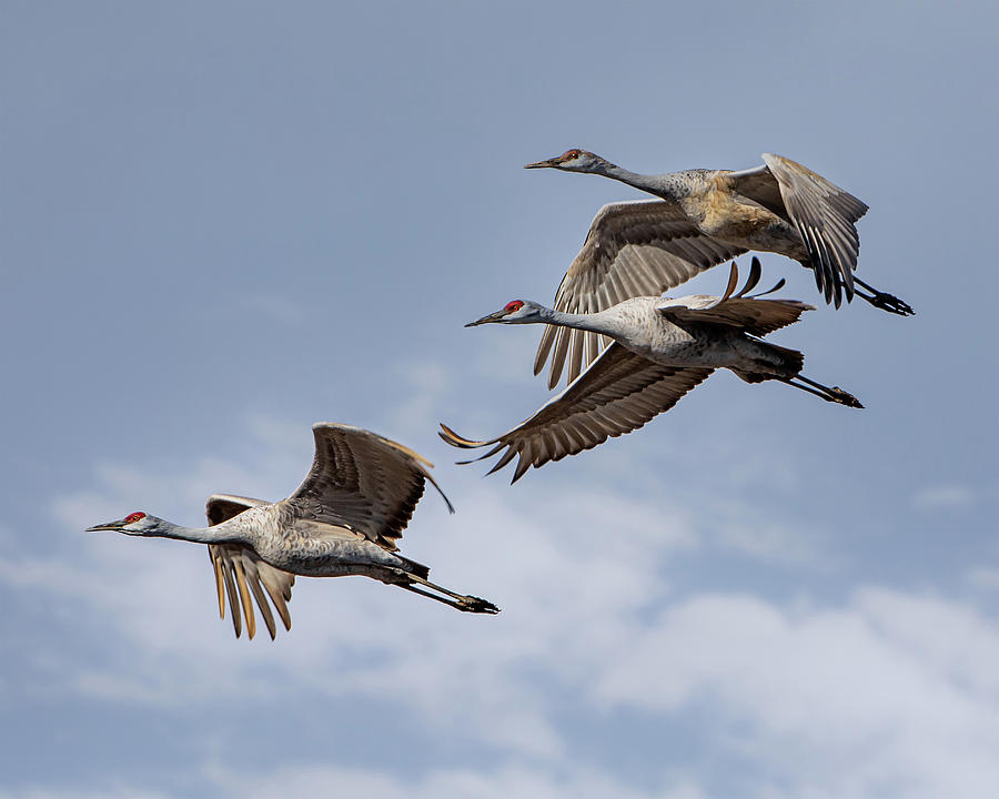 Sandhill Cranes in Flight Photograph by Cynthia Townsend - Fine Art America