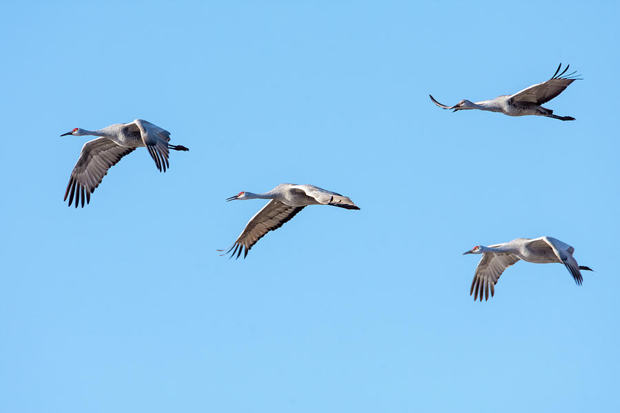 Sandhill Cranes In Flight Photograph by Debra Martz