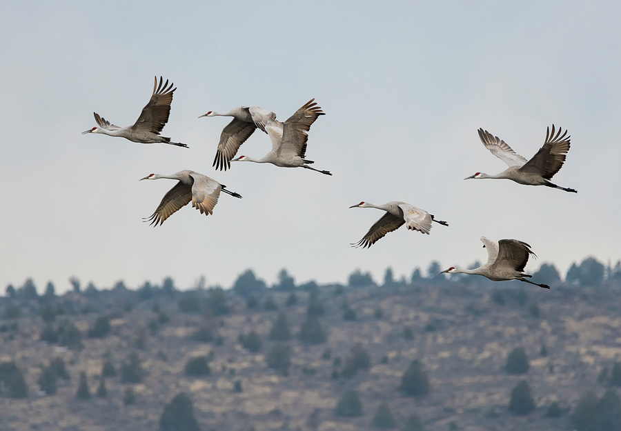Sandhill Cranes in Flight Photograph by Loree Johnson