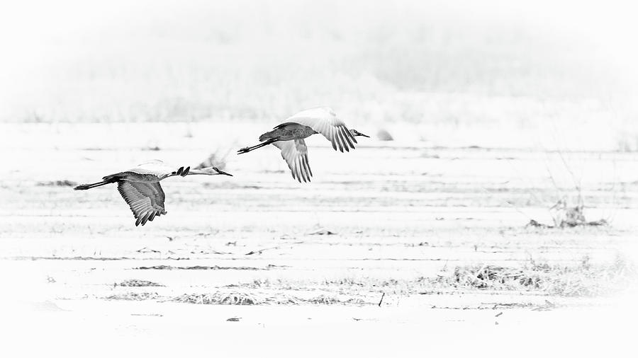 Sandhill Cranes In Flight Photograph by Mike Schaffner