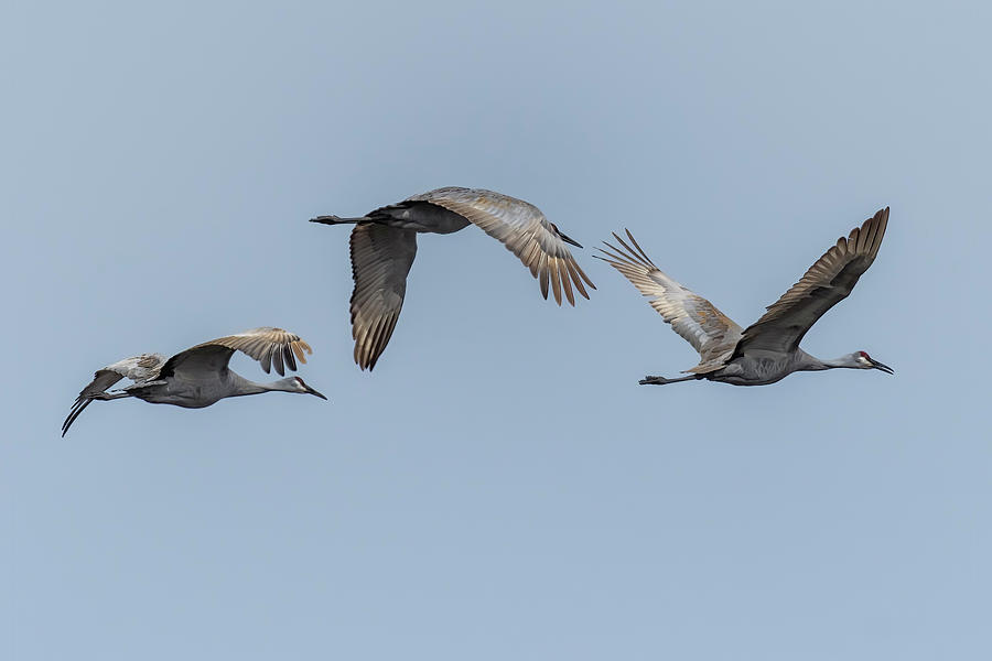 Sandhill Cranes in Flight, No. 1 - March 2022 Photograph by Belinda Greb