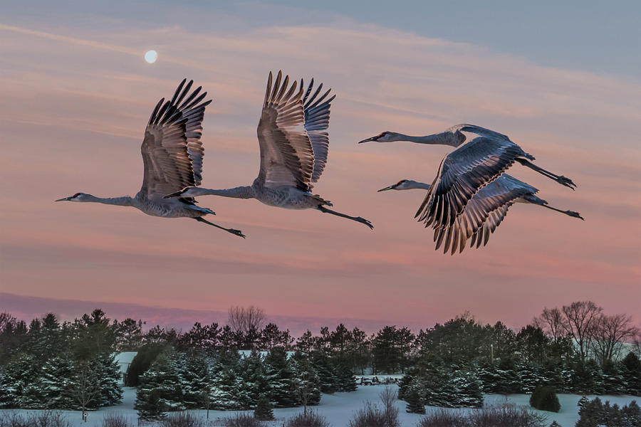 Sandhill Cranes in Flight Photograph by Patti Deters