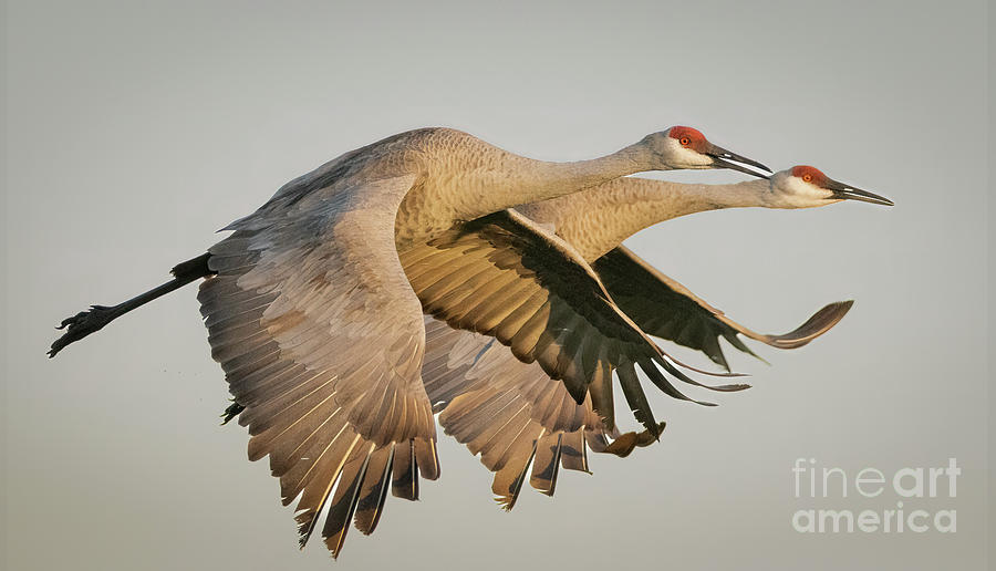 Sandhill Cranes in Flight Photograph by Tom Claud