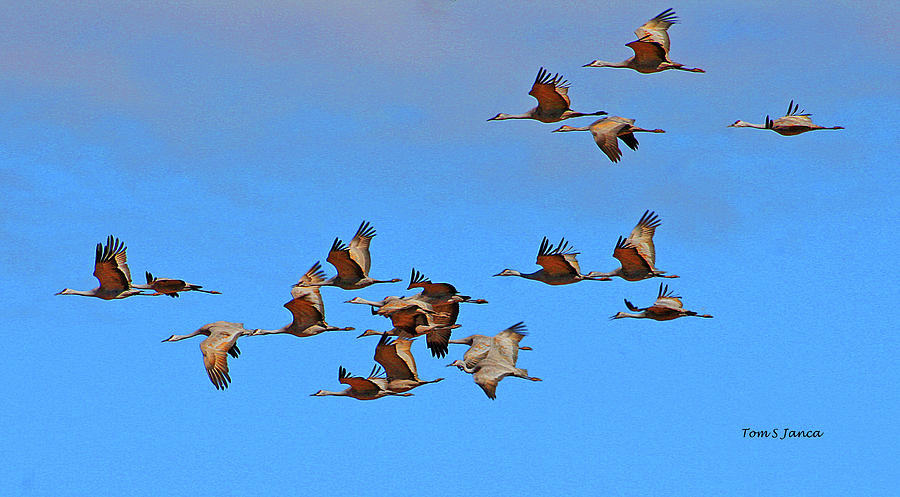 Sandhill Cranes In Flight Digital Art by Tom Janca