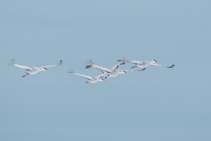 Sandhill Cranes In Formation Photograph by CR Courson
