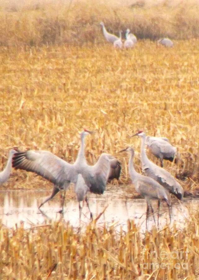 Bird Photograph - Sandhill Cranes In Harvested  Winter Cornfield     Marshall County  Indiana by Rory Cubel
