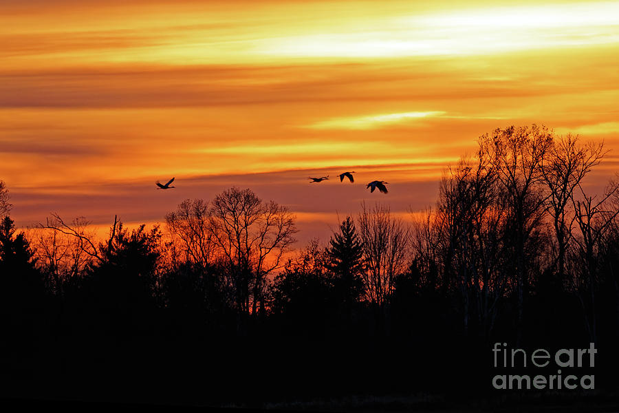 Sandhill Cranes in the Sunset Photograph by Natural Focal Point Photography