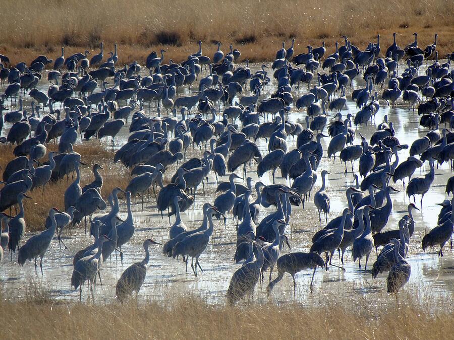 Sandhill Cranes Photograph by Jeanne Emmerson - Fine Art America