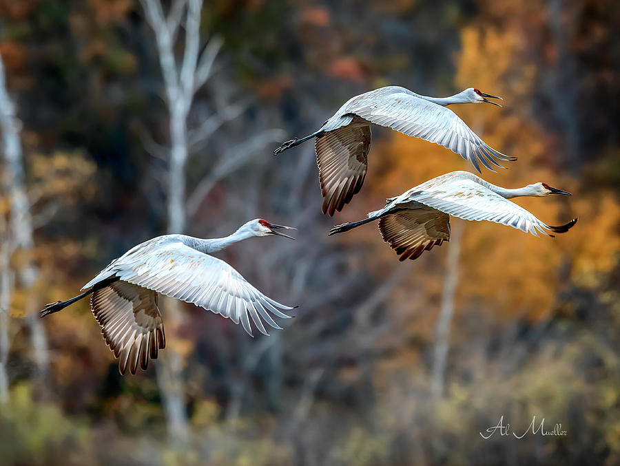 Sandhill Cranes migration Photograph by Al  Mueller
