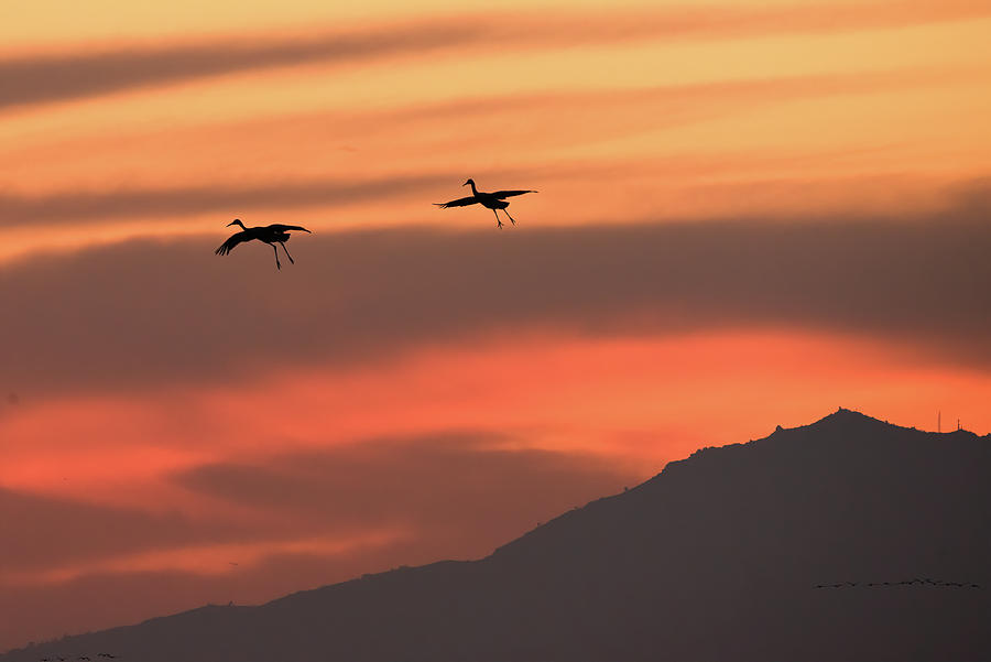 Sandhill Cranes near Mt. Diablo Photograph by Laura Macky