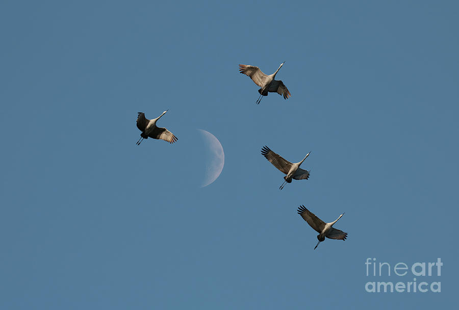 Sandhill Cranes Over Moon Photograph by Anita Oakley