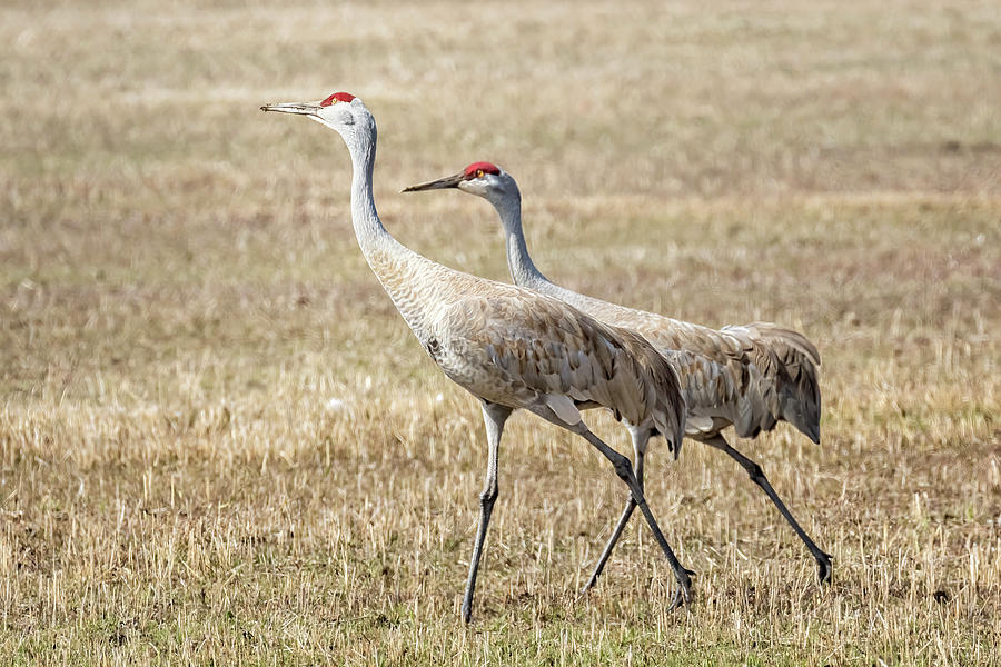 Sandhill Cranes Pair Walking, No. 1 - March 2022 Photograph by Belinda Greb