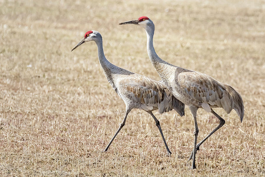 Sandhill Cranes Pair Walking, No. 2 - March 2022 Photograph by Belinda Greb