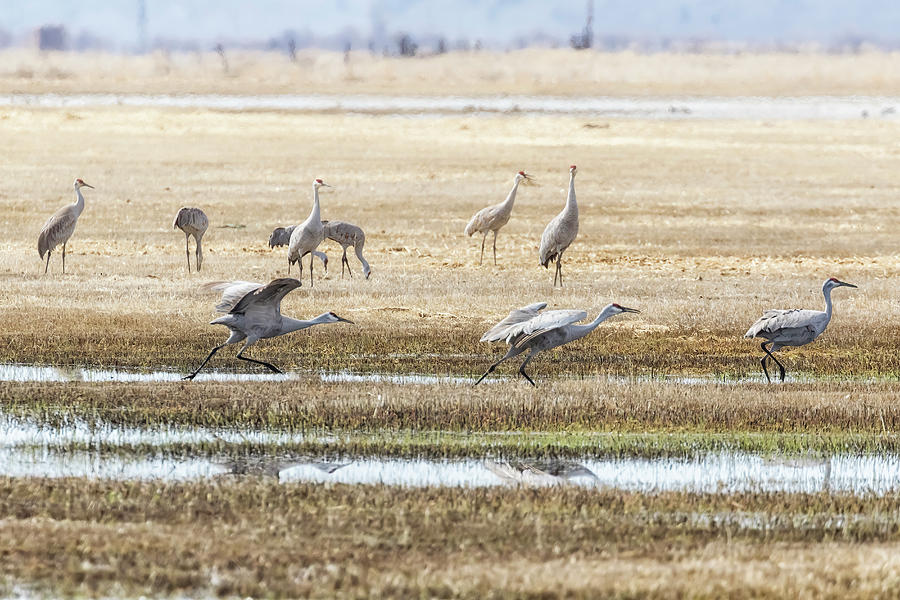 Sandhill Cranes Running for Takeoff - March 2022 Photograph by Belinda Greb