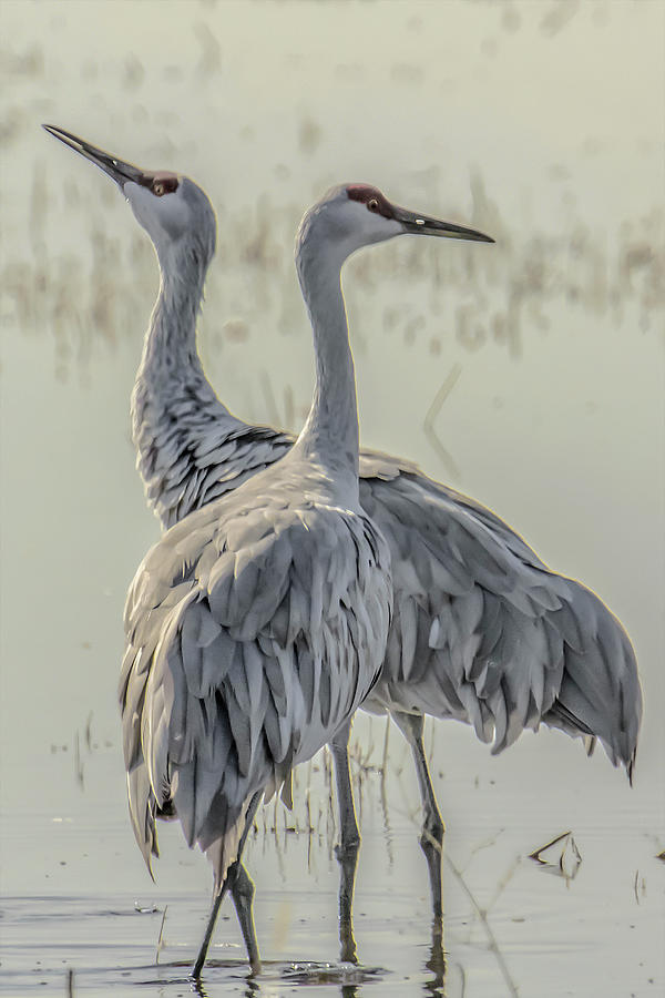 Sandhill Photograph - Sandhill Cranes by Soroush Mostafanejad Sandhill Photograph - Sandhill Cranes by Soroush Mostafanejad