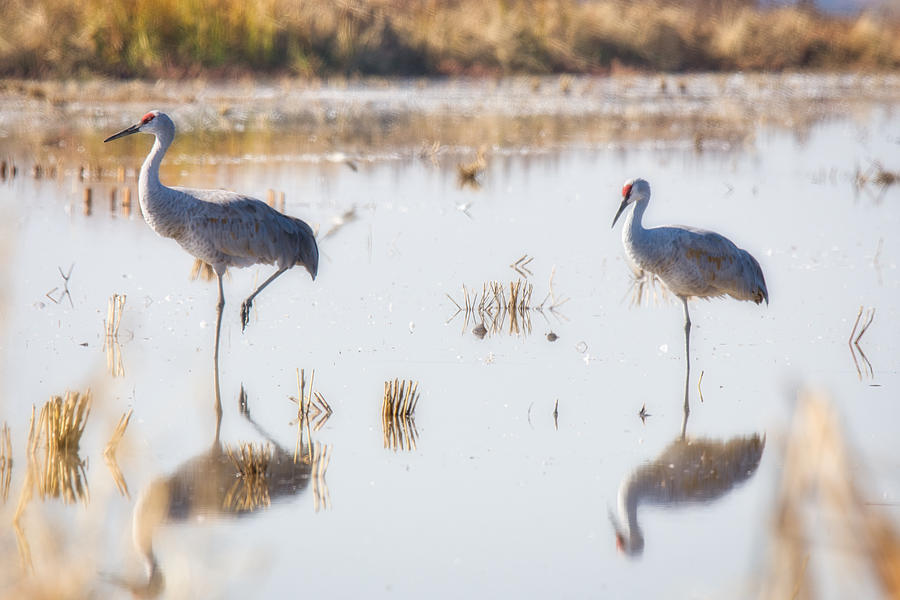 Sandhill Cranes Photograph by Steph Gabler - Fine Art America