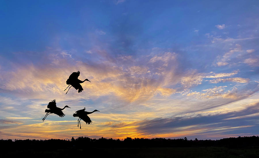 Sandhill Cranes Sunset Silhouette Photograph by Patti Deters