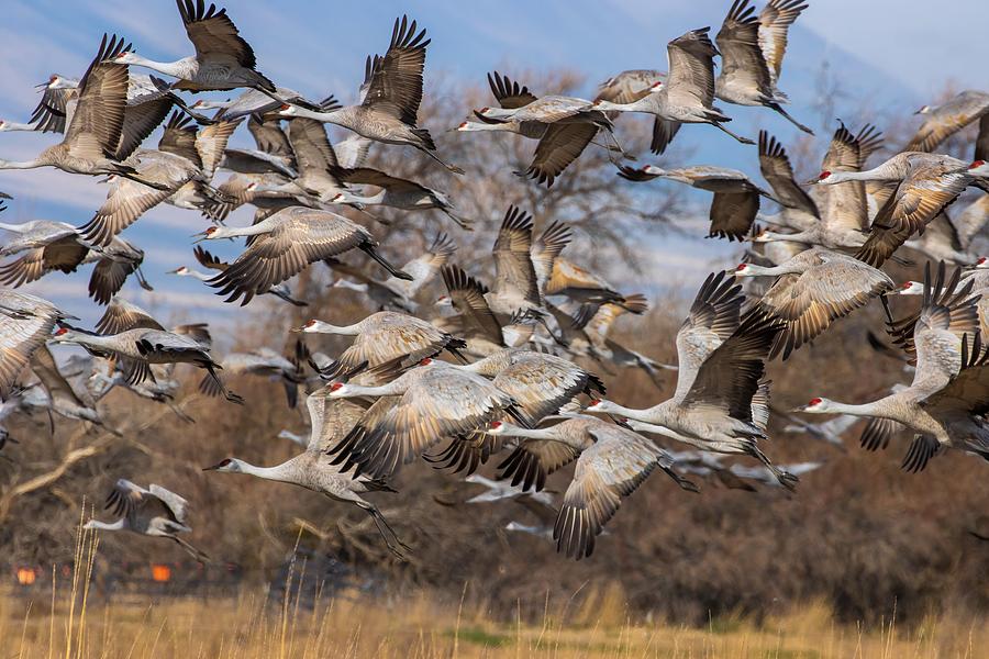 Animal Photograph - Sandhill Cranes Taking Off by Lynn Hopwood