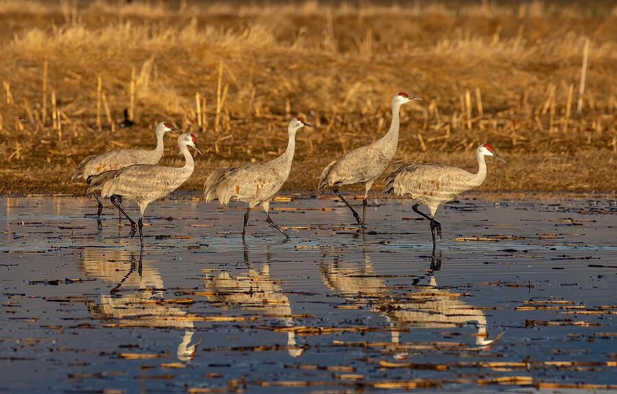 Sandhill Cranes Walking in Water Photograph by Lynn Hopwood - Pixels