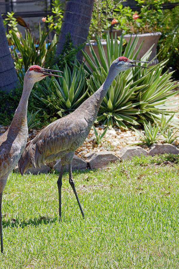 Sandhill Cranes with Beaks Open Photograph by Sally Weigand - Fine Art ...