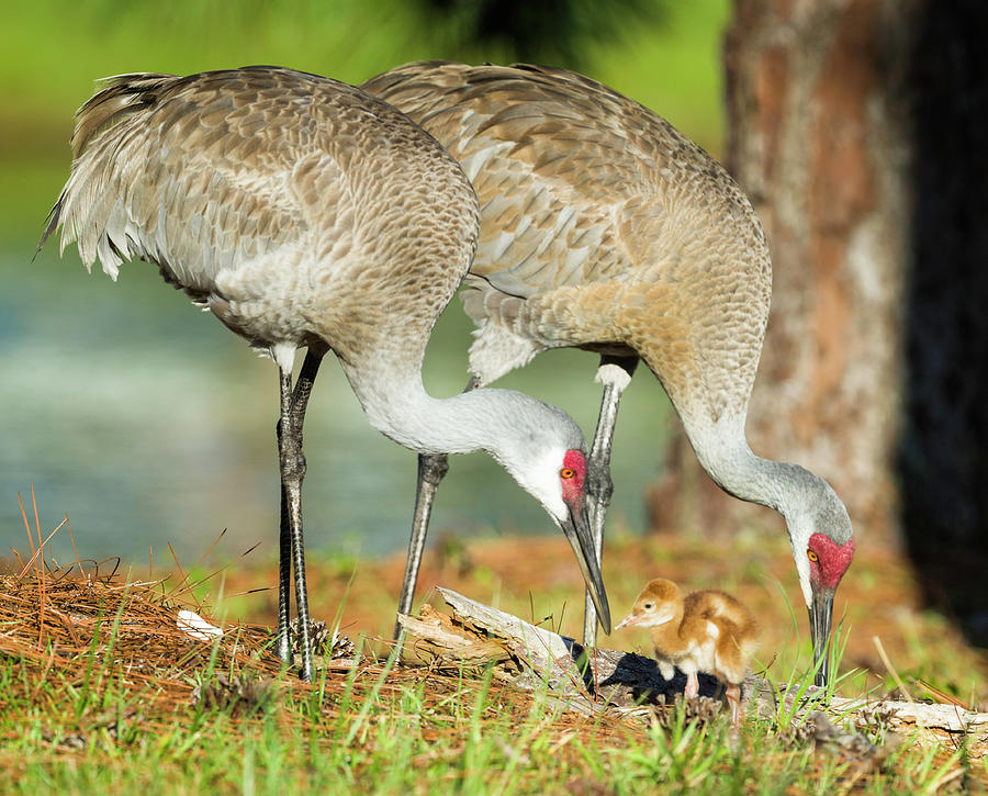 Sandhill Cranes with Chick Photograph by Fran Gallogly