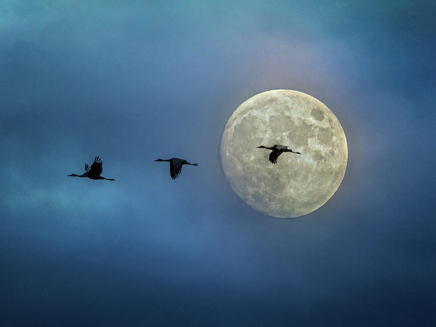 Sandhill Cranes with Full Moon Photograph by Patti Deters