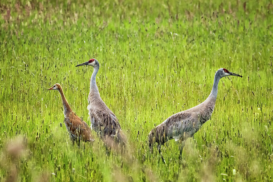 Sandhill Cranes With One Of Their Two Colts Photograph