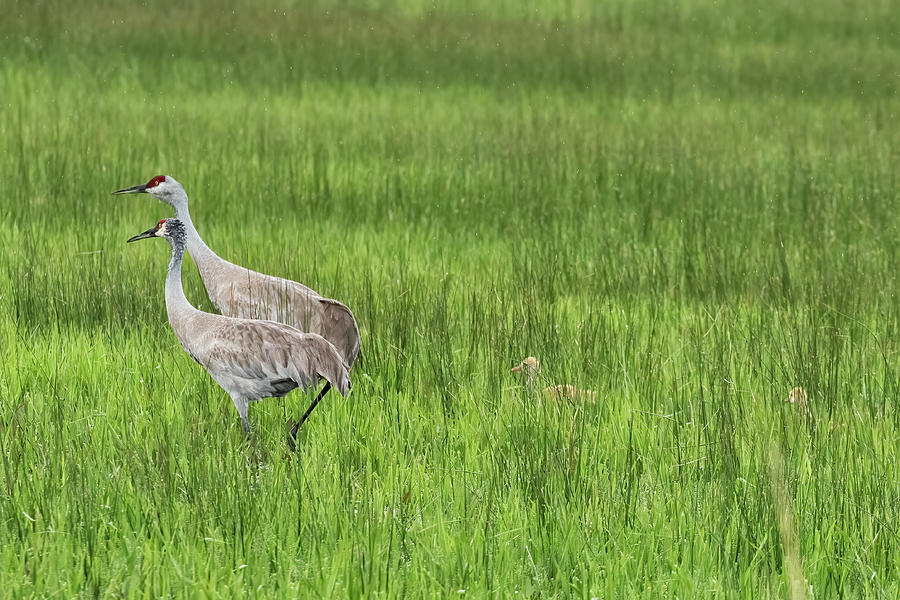 Sandhill Cranes with their Colts, No. 2 Photograph by Belinda Greb