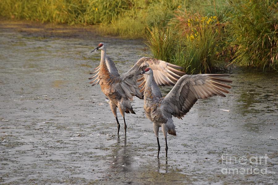 Sandhill Cranes With Wings Spread Out 17a Photograph By Philip Lehman 