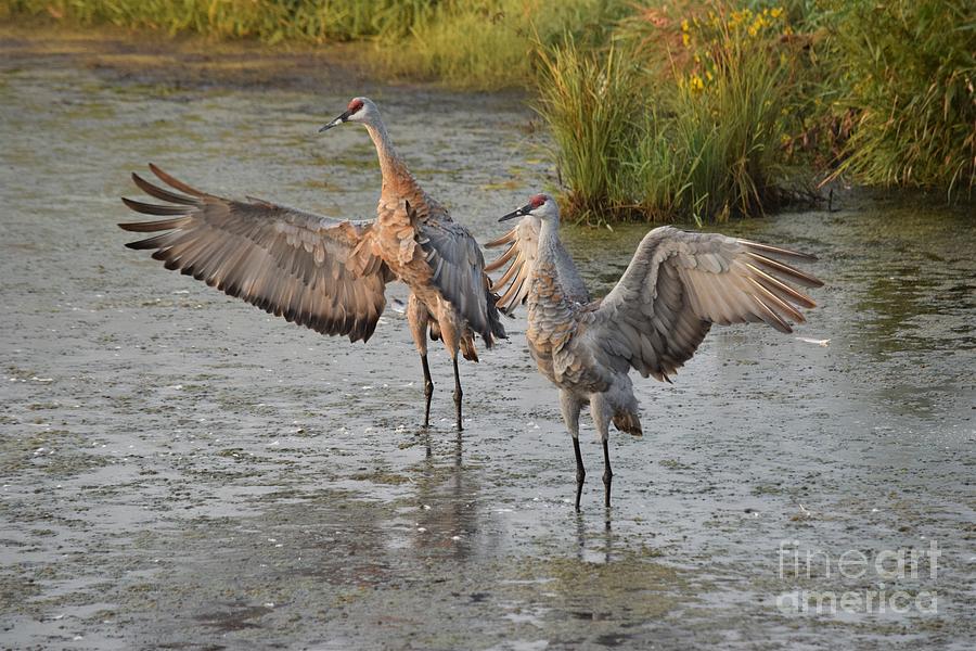 Sandhill Cranes with wings spread out 18A Photograph by Philip Lehman ...