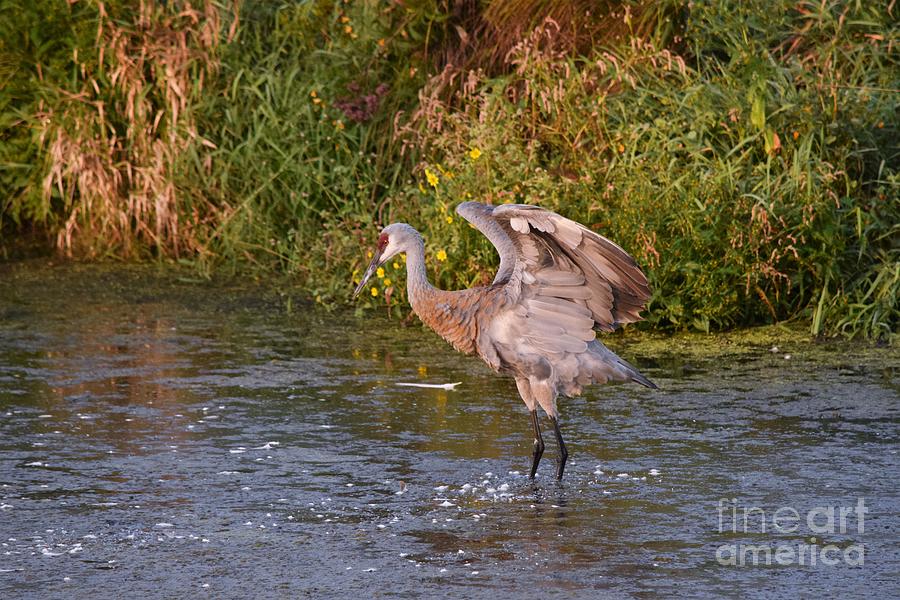 Sandhill Cranes With Wings Spread Out 29a Photograph By Philip Lehman 