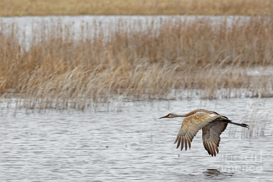 Sandhill Flight at Crex Meadows Photograph by Natural Focal Point Photography
