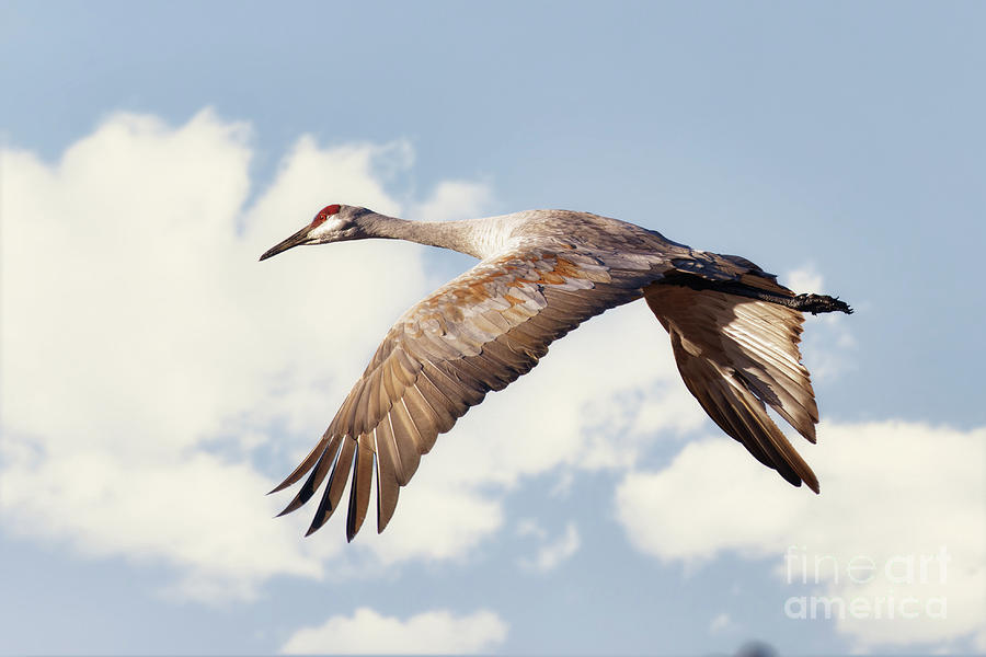 Sandhill Flight at Sherburne NWR Photograph by Natural Focal Point Photography