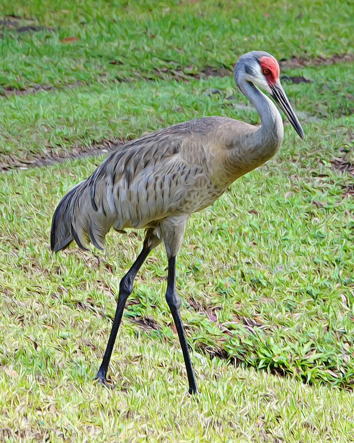 Sandhill Guard Photograph by Elena Fraser - Fine Art America