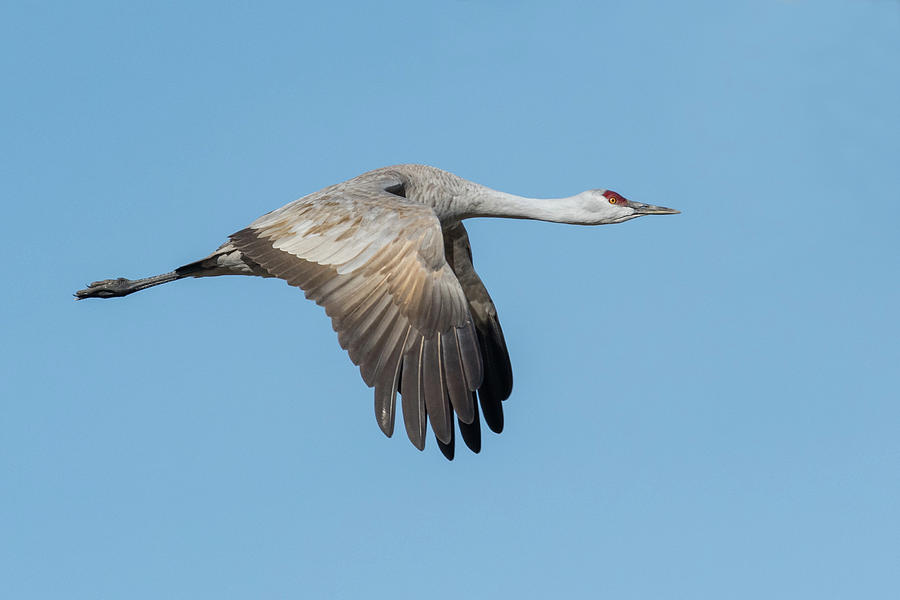 Sandhill in Flight Photograph by David Hicks | Fine Art America