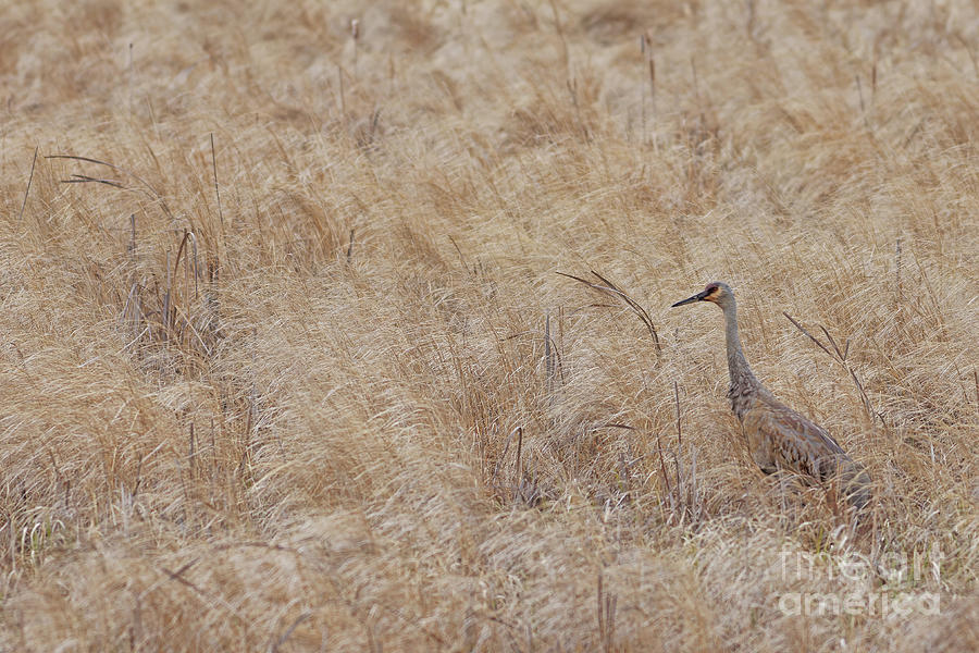Sandhill in the Grass Photograph by Natural Focal Point Photography