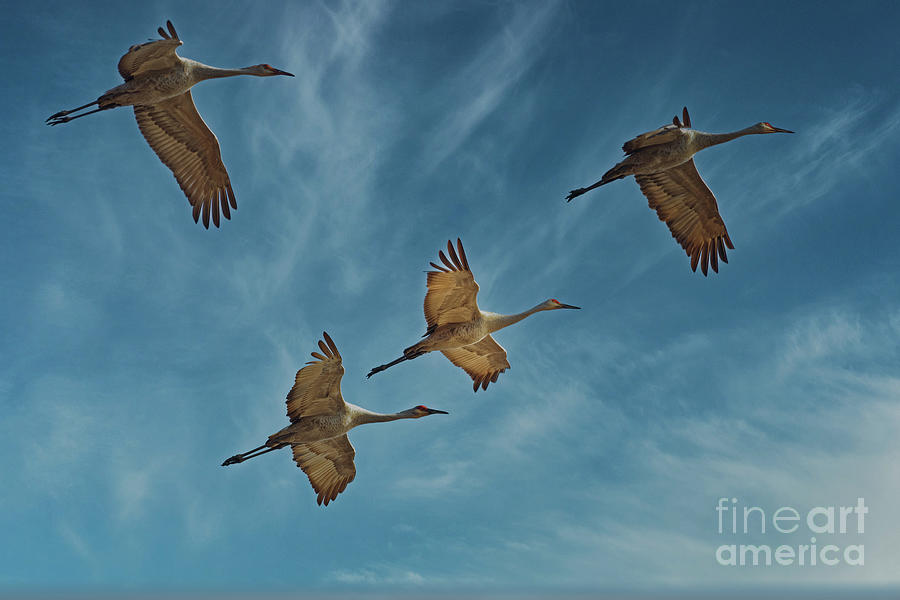 Sandhill Migration 2020 Photograph by Natural Focal Point Photography