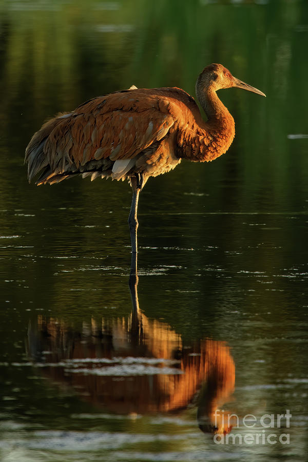 Crane Photograph - Sandhill Sunset in Sherburne Minnesota by Natural Focal Point Photography